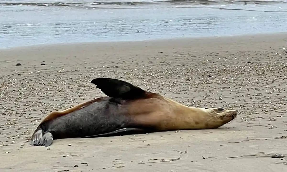 Kaliforniya qirg‘oqlarida dengiz sherlari va delfinlarning jasadi ko‘paymoqda - bunga sabab nima?