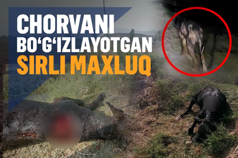 Chegaradagi qishloqda paydo bo‘lgan noma’lum maxluq – qushchiliklar xavotirda yashamoqda
