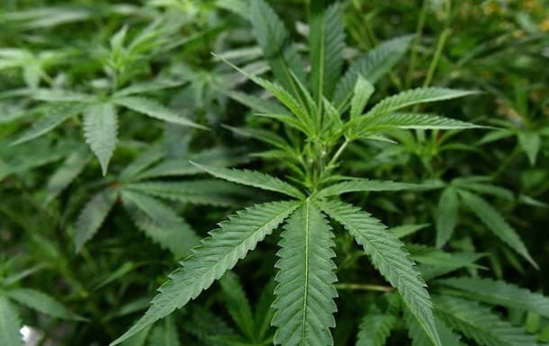 Qashqadaryoda hovlisida bir tonna kannabis yetishtirayotgan shaxs ushlandi