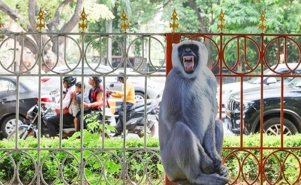 G20 sammiti oldidan Hindistonda tozalash: maymunlar Nyu-Dehli markazidan quvilmoqda