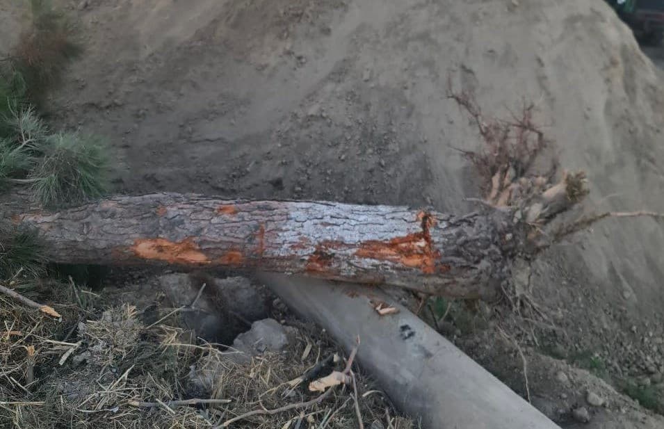Buxoroda 4 tup daraxtni qo‘porgan fuqaroga 400 ta daraxt ekish majburiyati yuklandi