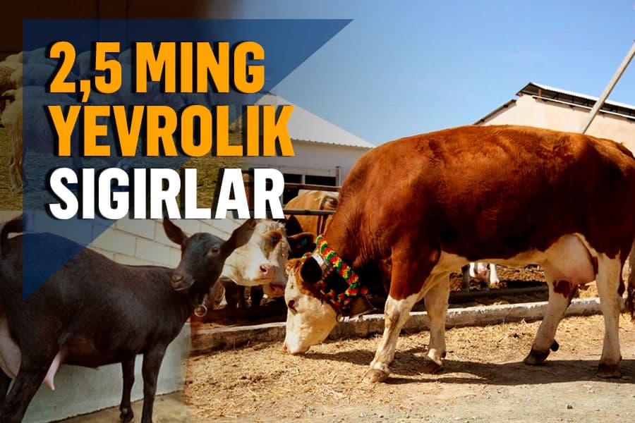Koronavirusga qarshi immuno-sut, kuniga 25 litr sut beruvchi sigirlar va qimmatbaho pishloq – Nukusdan “sutli” reportaj