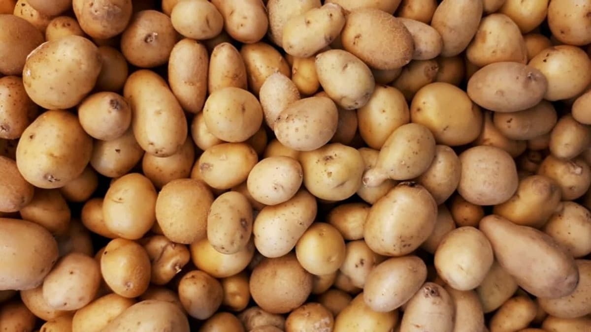 7 ta hududda elita kartoshka urug‘chilik xo‘jaliklari faoliyati yo‘lga qo‘yiladi