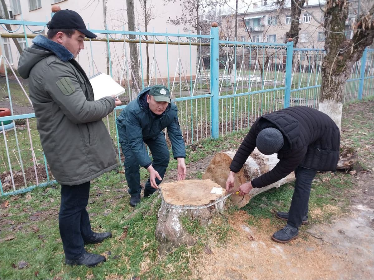 Parkentda noqonuniy kesilgan daraxtlar uchun tuman obodonlashtirish bo‘limi boshlig‘iga jinoyat ishi qo‘zg‘atildi