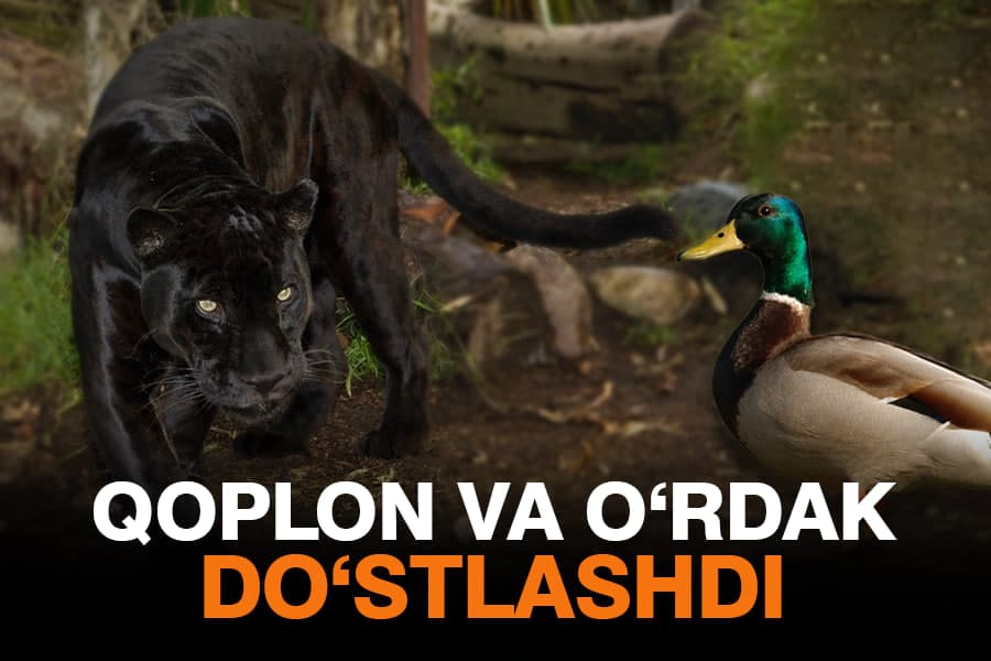 Qoplonga yemish sifatida tashlangan o‘rdak – Toshkent hayvonot bog‘idagi noyob hodisa