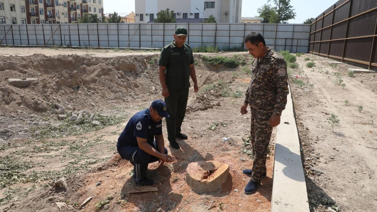 Termizda quruvchiga 217 tup daraxtni kesib tashlashda yordamlashgan sobiq mansabdor jazoga tortildi